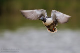 Northern Shoveler (Anas clypeata)