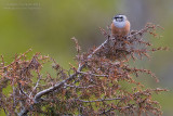 Rock Bunting (Emberiza cia)