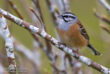 Rock Bunting (Emberiza cia)