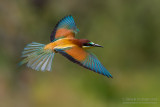 Bee-eater (Merops apiaster)