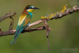 Bee-eater (Merops apiaster)