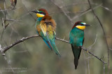 Bee-eater (Merops apiaster)