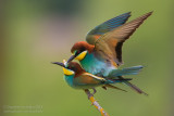 Bee-eater (Merops apiaster)