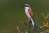 Red-backed Shrike (Lanius collurio)