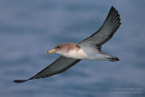 Scopolis Shearwater (Calonectris diomedea diomedea)