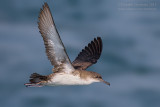 Yelkouan Shearwater (Puffinus yelkouan)