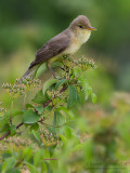 Melodious Warbler (Hippolais polyglotta)