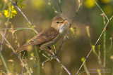 Marsh Warbler (Acrocephalus palustris)