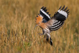 Hoopoe (Upupa epops)