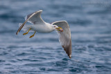 Yellow-legged Gull (Larus michahellis)