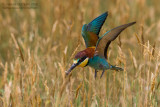 Bee-eater (Merops apiaster)