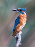 Common Kingfisher (Alcedo atthis)