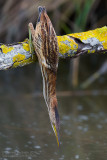 Little Bittern (Ixobrychus minutus)