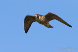 Peregrine (Falco peregrinus)