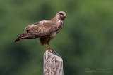 Common Buzzard (Buteo buteo)