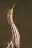 Little Bittern (Ixobrychus minutus)