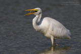 Great White Egret (Egretta alba)