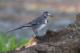 White Wagtail (Motacilla alba)