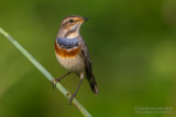 Bluethroat (Luscinia svecica)