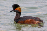 Black-necked Grebe (Podiceps nigricollis)