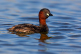 Little Grebe (Tachybaptus ruficollis)