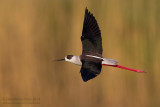 Black-winged Stilt (Himantopus himantopus)