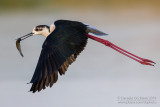 Black-winged Stilt (Himantopus himantopus)