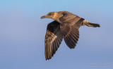 Azores Gull (Larus michahellis atlantis)