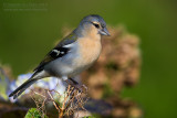 Azores Chaffinch (Fringilla coelebs moreletti)
