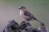 Azores Chaffinch (Fringilla coelebs moreletti)