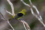 Scarlet Tanager (Piranga olivacea)