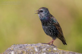 Common Starling (Sturnus vulgaris granti)