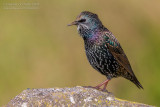 Common Starling (Sturnus vulgaris granti)