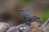 Common Starling (Sturnus vulgaris granti)