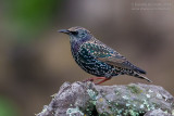 Common Starling (Sturnus vulgaris granti)