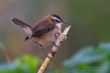 Moustached Warbler (Acrocephalus melanopogon)