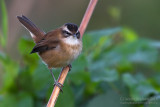 Moustached Warbler (Acrocephalus melanopogon)