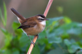 Moustached Warbler (Acrocephalus melanopogon)
