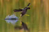 Common Moorhen (Gallinula chloropus)