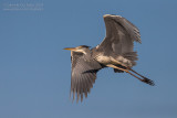 Grey Heron (Ardea cinerea)