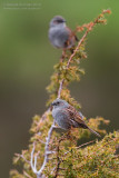 Dunnock (Prunella modularis)