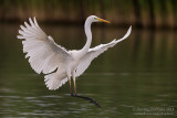 Great White Egret (Egretta alba)