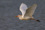 Cattle Egret (Bubulcus ibis)