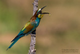 Bee-eater (Merops apiaster)