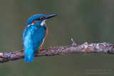 Common Kingfisher (Alcedo atthis)