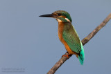 Common Kingfisher (Alcedo atthis)