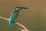 Common Kingfisher (Alcedo atthis)