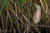 Little Bittern (Ixobrychus minutus)