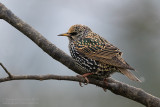 Common Starling (Sturnus vulgaris)