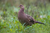 Common Pheasant (Phasianus colchicus)